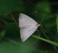 Punktviftefly (Macrochilo cribrumalis)