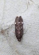 Neofriseria peliella