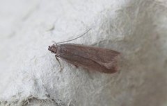 Ash-coloured Sober (Acompsia cinerella)