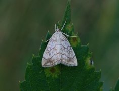 Chequered Straw (Evergestis pallidata)