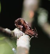 Heggerullvikler (Eudemis porphyrana)