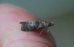 Dotted Oak Knot-horn (Phycita roborella)