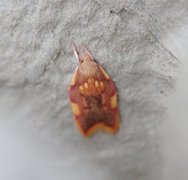 Long-horned Flat-body (Carcina quercana)
