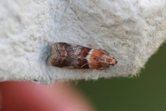 Hvithodesmalmott (Acrobasis repandana)