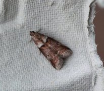 Liten eikesmalmott (Acrobasis consociella)