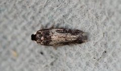 Zimmermannia longicaudella