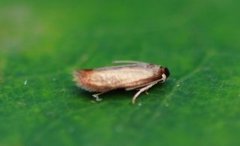 Stigmella ruficapitella