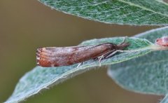 Brednebbmott (Pediasia truncatellus)