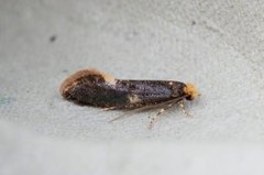 Carrion Moth (Monopis weaverella)