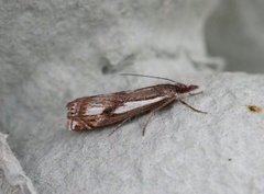 Myrnebbmott (Crambus alienellus)