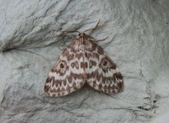 Taigabarmåler (Heterothera serraria)