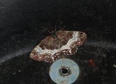 White-banded Carpet (Spargania luctuata)