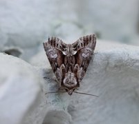 The Saxon (Hyppa rectilinea)