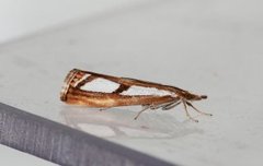 Treflekket nebbmott (Catoptria permutatella)