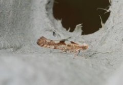 Gold Rowan Argent (Argyresthia sorbiella)