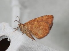 Rannoch Looper (Macaria brunneata)