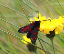 Six-spot Burnet (Zygaena filipendulae)