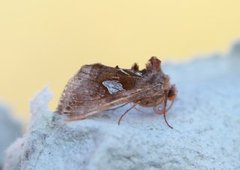 Storflekket metallfly (Autographa bractea)