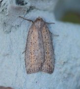 Smalvingefly (Chilodes maritima)