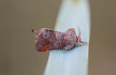 Small Chocolate-tip (Clostera pigra)