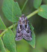 Archer's Dart (Agrotis vestigialis)