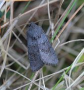 Grått lyngheifly (Aporophyla lueneburgensis)