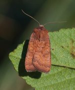 Least Yellow Underwing (Noctua interjecta)