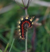 Blågrått kveldfly (Acronicta euphorbiae)