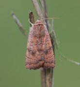 Least Yellow Underwing (Noctua interjecta)
