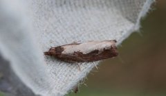 Large Sallow Bell (Epinotia caprana)