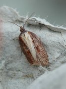 Seljeflatvikler (Acleris hastiana)