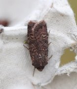 Coast Dart (Euxoa cursoria)