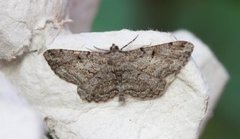 Willow Beauty (Peribatodes rhomboidaria)