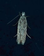 Gelechia sabinellus
