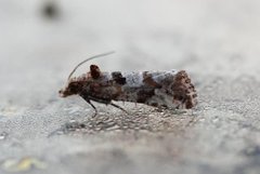 Strandskuddvikler (Lobesia littoralis)