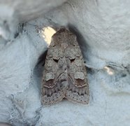 Pudderfly (Ammoconia caecimacula)