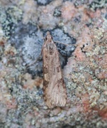 Smalengmott (Nomophila noctuella)