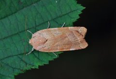 Broad-bordered Yellow Underwing (Noctua fimbriata)