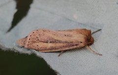 Webb's Wainscot (Globia sparganii)