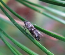 Vårtannmøll (Epermenia chaerophyllella)