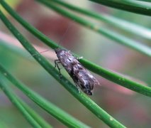 Vårtannmøll (Epermenia chaerophyllella)