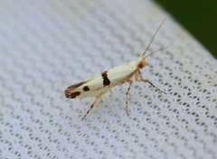 Argyresthia ivella