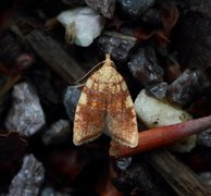 Yellow Oak Button (Aleimma loeflingiana)