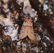 Winter Shade (Tortricodes alternella)