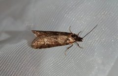 Winter Shade (Tortricodes alternella)