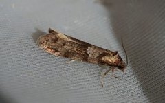 Vårvikler (Tortricodes alternella)