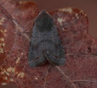 Lead-coloured Drab (Orthosia populeti)