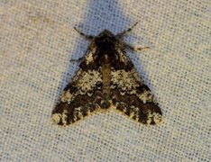 Oak Beauty (Biston strataria)