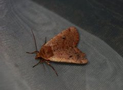 Red-headed Chestnut (Conistra erythrocephala)