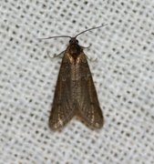 Winter Shade (Tortricodes alternella)